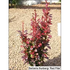 Барбарис тунберга Ред Пиллар  - Berberis thunbergii Red Pillar D3 H20-30