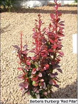 Барбарис тунберга Ред Пиллар  - Berberis thunbergii Red Pillar D3 H20-30