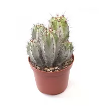 Полаския Чичипе - Polaskia chichipe cereus D12 H20