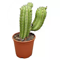 Полаския Чичипе - Polaskia chichipe cereus D15 H40