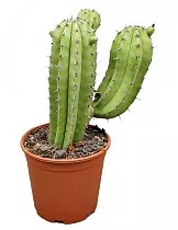 Полаския Чичипе - Polaskia chichipe cereus D15 H40