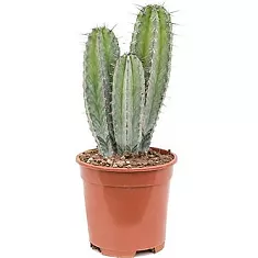 Полаския Чичипе - Polaskia chichipe cereus D12 H25