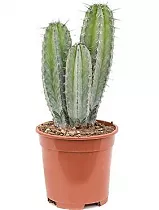 Полаския Чичипе - Polaskia chichipe cereus D12 H25