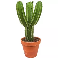 Полаския Чичипе - Polaskia chichipe cereus D17 H50