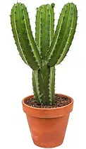 Полаския Чичипе - Polaskia chichipe cereus D17 H50
