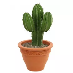Полаския Чичипе - Polaskia chichipe cereus D14 H35