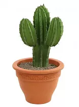 Полаския Чичипе - Polaskia chichipe cereus D14 H35