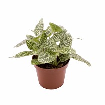 Фиттония - Fittonia verschaffeltii White Star D9 H10