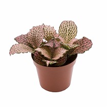 Фиттония Пинк Анне - Fittonia Pink Anne D5 H10