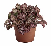 Фиттония Мозаик Революшн - Fittonia Mosaic Revolution D9 H15