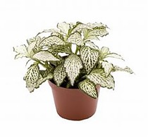 Фиттония мозаик форест флэйм - Fittonia Mosaic Zalm Forest Flame D9 H12