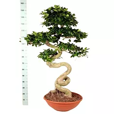 Бонсай Фикус Микрокарпа - Bonsai Ficus microcarpa D55 H160