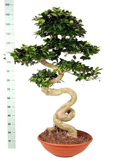 Бонсай Фикус Микрокарпа - Bonsai Ficus microcarpa D55 H160
