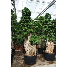 Бонсай Фикус Микрокарпа - Bonsai Ficus microcarpa D60 H220