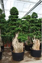 Бонсай Фикус Микрокарпа - Bonsai Ficus microcarpa D60 H220