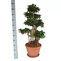 Бонсай Фикус Микрокарпа многостволовой - Bonsai Ficus microcarpa D35 H110