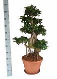 Бонсай Фикус Микрокарпа многостволовой - Bonsai Ficus microcarpa D35 H110