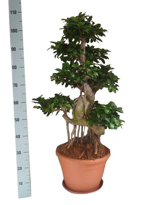 Бонсай Фикус Микрокарпа многостволовой - Bonsai Ficus microcarpa D35 H110