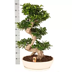 Бонсай Фикус Микрокарпа с закрученным стволом в белом керамическом кашпо - Bonsai Ficus microcarpa D50 H130