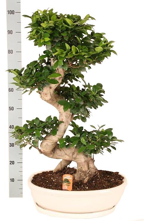 Бонсай Фикус Микрокарпа с закрученным стволом в белом керамическом кашпо - Bonsai Ficus microcarpa D50 H130