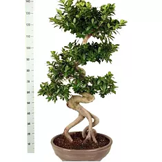Бонсай Фикус Микрокарпа многостволовой - Bonsai Ficus microcarpa D50 H155