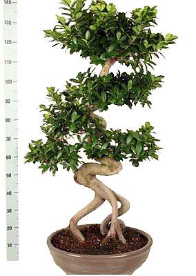 Бонсай Фикус Микрокарпа многостволовой - Bonsai Ficus microcarpa D50 H155