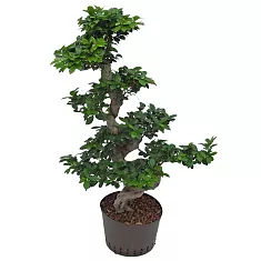 Бонсай Фикус Микрокарпа с закрученным стволом - Bonsai Ficus microcarpa D45 H115