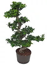 Бонсай Фикус Микрокарпа с закрученным стволом - Bonsai Ficus microcarpa D45 H115