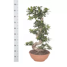 Бонсай Фикус Микрокарпа с закрученным стволом - Bonsai Ficus microcarpa D40 H100