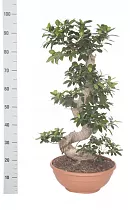 Бонсай Фикус Микрокарпа с закрученным стволом - Bonsai Ficus microcarpa D40 H100