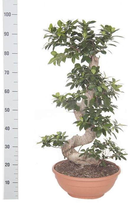 Бонсай Фикус Микрокарпа с закрученным стволом - Bonsai Ficus microcarpa D40 H100