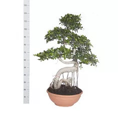 Бонсай Фикус Микрокарпа изогнутый ствол - Bonsai Ficus microcarpa D45 H120
