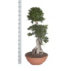 Бонсай Фикус Микрокарпа с закрученным стволом - Bonsai Ficus microcarpa D45 H140