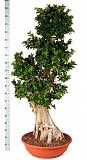 Бонсай Фикус Микрокарпа толстый ствол - Bonsai Ficus microcarpa D82 H200