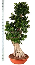 Бонсай Фикус Микрокарпа толстый ствол - Bonsai Ficus microcarpa D82 H200