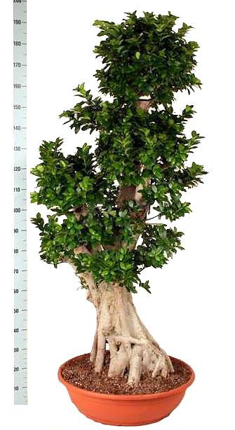 Бонсай Фикус Микрокарпа толстый ствол - Bonsai Ficus microcarpa D82 H200