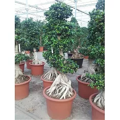Бонсай фикус Микрокарпа /Фикус Гинсенг (женьшень) - Bonsai Ficus microcarpa D70 H240