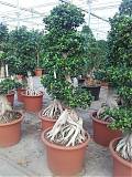 Бонсай фикус Микрокарпа /Фикус Гинсенг (женьшень) - Bonsai Ficus microcarpa D70 H240