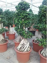 Бонсай фикус Микрокарпа /Фикус Гинсенг (женьшень) - Bonsai Ficus microcarpa D70 H240