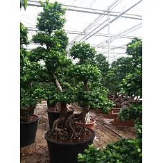Бонсай фикус Микрокарпа /Фикус Гинсенг (женьшень) -  Bonsai Ficus microcarpa D85 H280