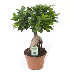 Бонсай Фикус Микрокарпа - Bonsai Ficus Ginseng D12 H25