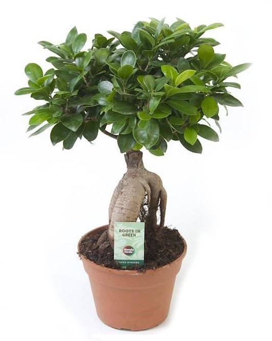 Бонсай Фикус Микрокарпа - Bonsai Ficus Ginseng D12 H25