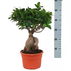 Бонсай Фикус Микрокарпа - Bonsai Ficus Ginseng D15 H35