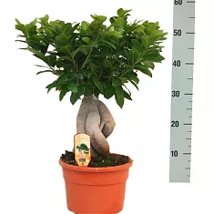 Бонсай Фикус Микрокарпа - Bonsai Ficus Ginseng D15 H40