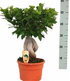 Бонсай Фикус Микрокарпа - Bonsai Ficus Ginseng D15 H40