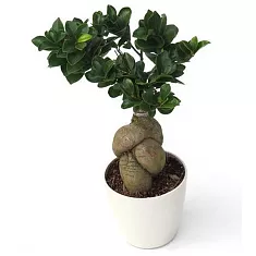 Бонсай Фикус Микрокарпа в белом керамическом кашпо - Bonsai Ficus Ginseng D12 H30