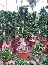 Бонсай фикус Микрокарпа /Фикус Гинсенг (женьшень) - Bonsai Ficus microcarpa D60 H230