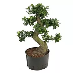 Бонсай Фикус Микрокарпа - Bonsai Ficus Ginseng D27 H90