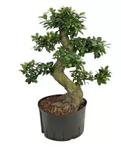 Бонсай Фикус Микрокарпа - Bonsai Ficus Ginseng D27 H90