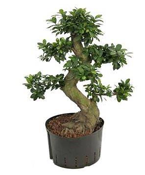 Бонсай Фикус Микрокарпа - Bonsai Ficus Ginseng D27 H90